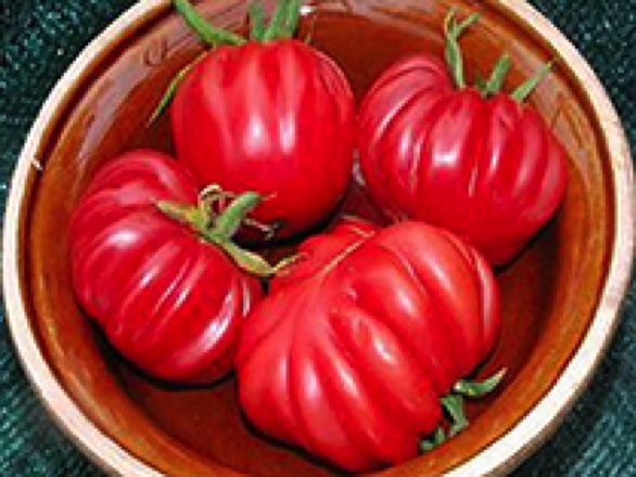 pink accordian heirloom tomato